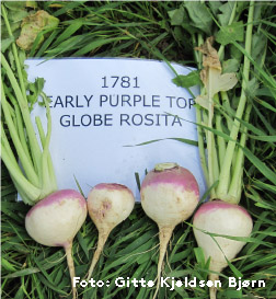 Billede af majroe Early purple top globe rosita